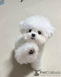 Zdjęcie №2 do zapowiedźy № 125477 na sprzedaż  maltańczyk - wkupić się Wielka Brytania 