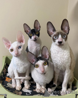 Zdjęcie №1. kot cornish rex - na sprzedaż w HAIFA | negocjowane | Zapowiedź № 161163
