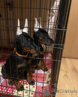 Zdjęcie №1. doberman - na sprzedaż w Moginz | 4305zł | Zapowiedź №149014