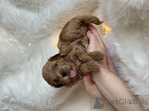 Zdjęcie №4. Sprzedam maltipu w Soczi. prywatne ogłoszenie - cena - 3094zł