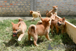 Dodatkowe zdjęcia: Shiba Inu szczenięta