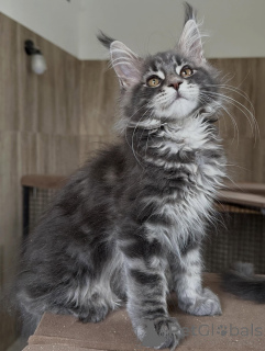 Zdjęcie №3. Sprzedam najwyższej jakości kocięta Maine Coon. Polska
