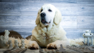 Zdjęcie №2 do zapowiedźy № 135403 na sprzedaż  golden retriever - wkupić się Bośnia i Hercegowina hodowca