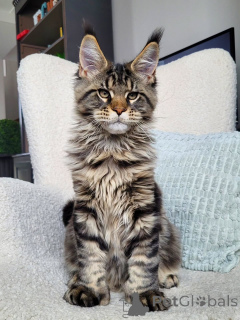 Zdjęcie №1. maine coon - na sprzedaż w Karlovy różnią się | negocjowane | Zapowiedź № 156462