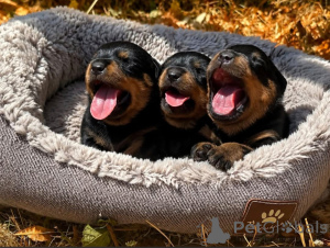 Zdjęcie №1. rottweiler - na sprzedaż w Bilzen | Bezpłatny | Zapowiedź №171486