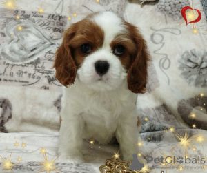 Dodatkowe zdjęcia: OBIECUJĄCA DZIEWCZYNA Cavalier King Charles Spaniel