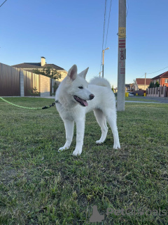 Dodatkowe zdjęcia: Szczenięta Akita Inu