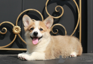 Zdjęcie №3. szczenięta welsh corgi pembroke od Championa. Federacja Rosyjska