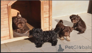 Zdjęcie №1. bolonka - na sprzedaż w Bonn | negocjowane | Zapowiedź №167369