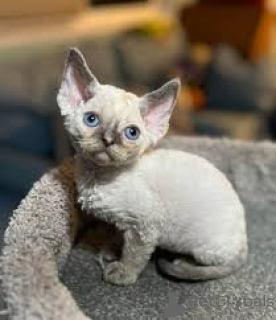 Zdjęcie №1. devon rex - na sprzedaż w Bruksela | 2392zł | Zapowiedź № 165834