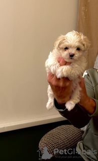 Zdjęcie №4. Sprzedam maltańczyk w Birmingham. prywatne ogłoszenie - cena - 2392zł