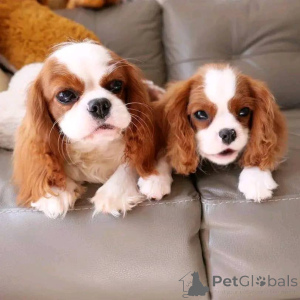 Zdjęcie №1. cavalier king charles spaniel - na sprzedaż w Helsinki | 2392zł | Zapowiedź №165632