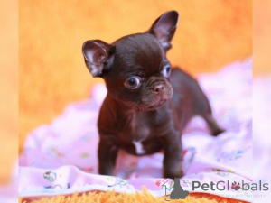 Zdjęcie №4. Sprzedam chihuahua (rasa psów) w Aachen.  - cena - negocjowane