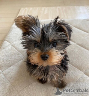 Zdjęcie №1. yorkshire terrier - na sprzedaż w Леонберг | negocjowane | Zapowiedź №130609