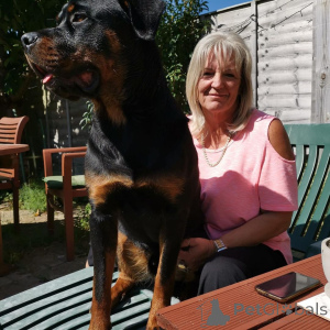 Zdjęcie №3. 2 Szczenięta Rottweilera do adopcji Zarejestrowane w AKC Sprawdzone przez. Niemcy