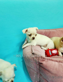 Dodatkowe zdjęcia: Sugeruję zakup szczeniąt rasy Chihuahua, rasowych.