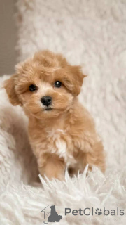 Zdjęcie №4. Sprzedam maltipu w Berlin. hodowca - cena - negocjowane