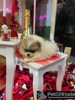 Zdjęcie №2 do zapowiedźy № 134571 na sprzedaż  szpic miniaturowy - wkupić się Serbia 