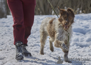 Dodatkowe zdjęcia: Drathaar Antey szuka domu.