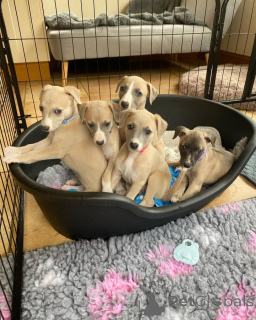 Zdjęcie №1. whippet - na sprzedaż w Wiedeń | negocjowane | Zapowiedź №158218