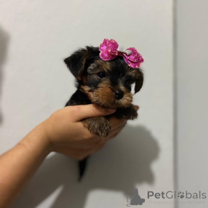 Zdjęcie №3. Szczeniak Yorkshire Terrier dostępny do adopcji. Cypr