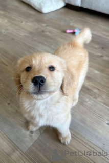 Zdjęcie №1. golden retriever - na sprzedaż w Warszawa | negocjowane | Zapowiedź №163192