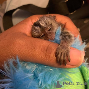 Zdjęcie №2 do zapowiedźy № 161494 na sprzedaż   - wkupić się USA 