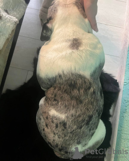 Zdjęcie №4. Sprzedam  w Mińsk.  - cena - negocjowane