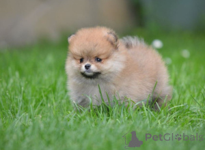 Zdjęcie №3. Szpic miniaturowy (Pomeranian) piękne szczenięta. Serbia