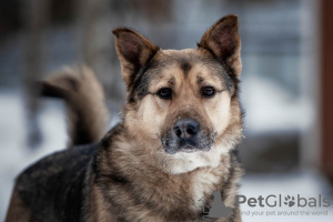 Zdjęcie №1. pies nierasowy - na sprzedaż w Москва | Bezpłatny | Zapowiedź №50095