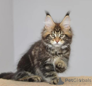 Zdjęcie №1. maine coon - na sprzedaż w Dettenheim | 1674zł | Zapowiedź № 178155
