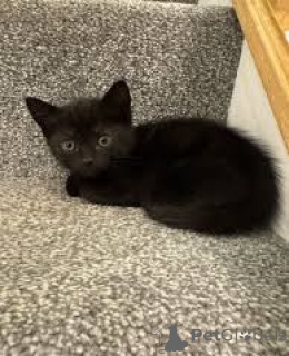 Zdjęcie №2 do zapowiedźy № 166341 na sprzedaż  bombay cat - wkupić się Finlandia prywatne ogłoszenie, hodowca