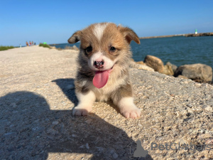 Dodatkowe zdjęcia: Sprzedam szczenięta Pembroke corgi