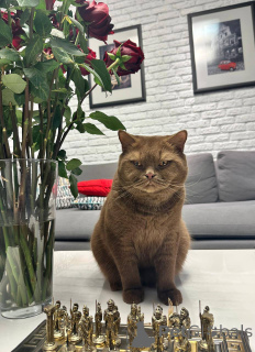 Zdjęcie №2 do zapowiedźy № 165886 na sprzedaż  kot brytyjski krótkowłosy - wkupić się Niemcy hodowca