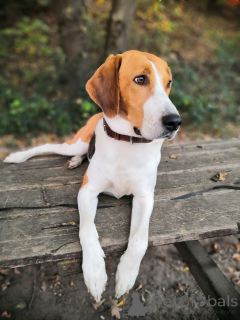 Dodatkowe zdjęcia: Szczenięta ogara rosyjskiego. Mamy półtora miesiąca.