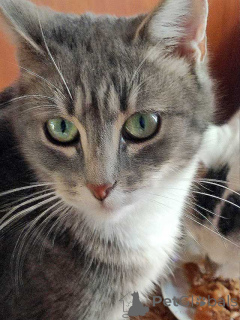 Zdjęcie №1.  - na sprzedaż w Petersburg | Bezpłatny | Zapowiedź № 156355