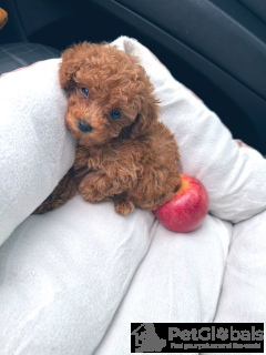 Zdjęcie №4. Sprzedam maltipu w Ryga. prywatne ogłoszenie, hodowca - cena - Bezpłatny