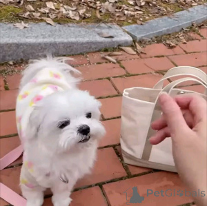 Zdjęcie №2 do zapowiedźy № 165346 na sprzedaż  maltańczyk - wkupić się Finlandia prywatne ogłoszenie, hodowca