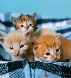 Zdjęcie №1. kot syjamski - na sprzedaż w Helsinki | 1390zł | Zapowiedź № 160940