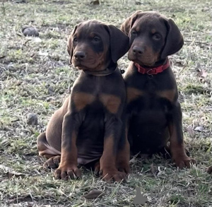 Zdjęcie №4. Sprzedam doberman w Aiola. hodowca - cena - negocjowane