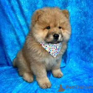 Zdjęcie №3. Preciosos cachorros Chow Chow en venta. Hiszpania