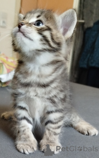 Zdjęcie №1.  - na sprzedaż w Херцогенаурах | 335zł | Zapowiedź № 139948