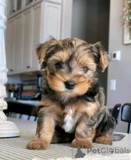 Zdjęcie №3. Adopcja Yorkie Welpen Zur. Niemcy