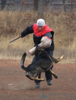 Zdjęcie №4. Sprzedam owczarek niemiecki w Kropiwnicki.  - cena - 1120zł