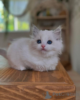 Zdjęcie №2 do zapowiedźy № 165047 na sprzedaż  ragdoll - wkupić się Niemcy prywatne ogłoszenie, hodowca