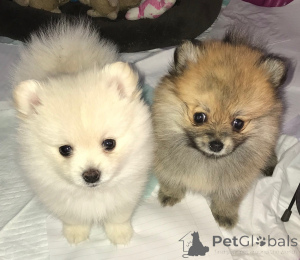 Zdjęcie №3. Preciosos cachorros de Pomerania en venta. Hiszpania
