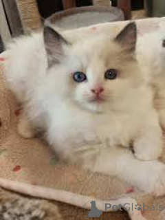 Zdjęcie №1. ragdoll - na sprzedaż w Helsinki | 2392zł | Zapowiedź № 166320