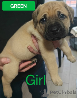 Zdjęcie №4. Sprzedam pies nierasowy w Latający. prywatne ogłoszenie - cena - 3707zł