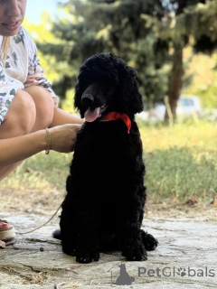 Zdjęcie №3. Standardowy pudel. Serbia