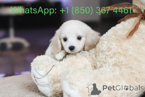 Zdjęcie №3. Dean Janet Kay Puppies House. USA